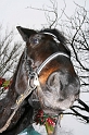 IMG_1223 (Resize)